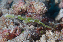 Solenostomus cyanopterus