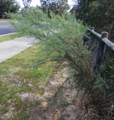 Jacksonia furcellata