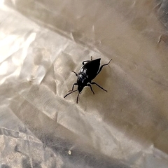 Scaphium immaculatum