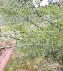 Jacksonia furcellata