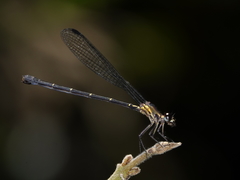 Lestoidea