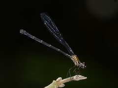 Lestoidea