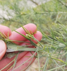 Jacksonia furcellata