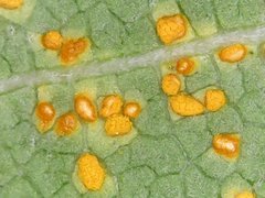 Coleosporium plumeriae