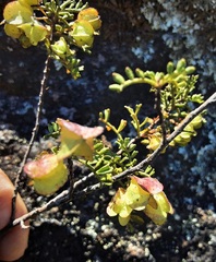 Dodonaea boroniifolia