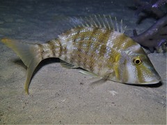 Lethrinus lentjan