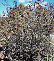 Dodonaea boroniifolia