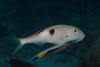 Sidespot Goatfish - Photo (c) Mark Rosenstein, some rights reserved (CC BY-NC), uploaded by Mark Rosenstein