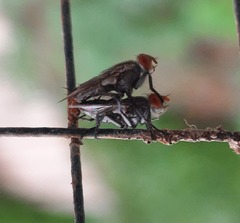 Sarcophagidae