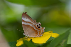 Abisara savitri