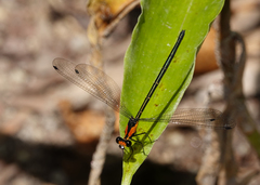Austroargiolestes aureus