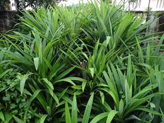 Pandanus amaryllifolius