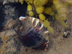 Clibanarius taeniatus