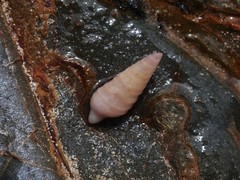 Pulsarella cognata