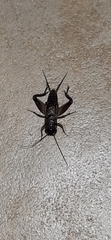 Miogryllus