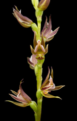 Prasophyllum fuscum