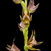 Prasophyllum fuscum - Photo (c) izakschoon, algunos derechos reservados (CC BY-NC), subido por izakschoon