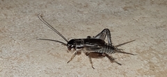 Miogryllus