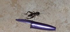 Miogryllus
