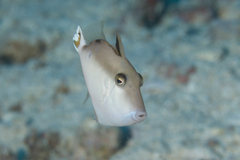 Sufflamen chrysopterum