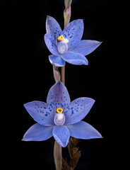 Thelymitra × truncata