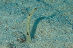 Heteroconger hassi