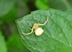 Thomisus
