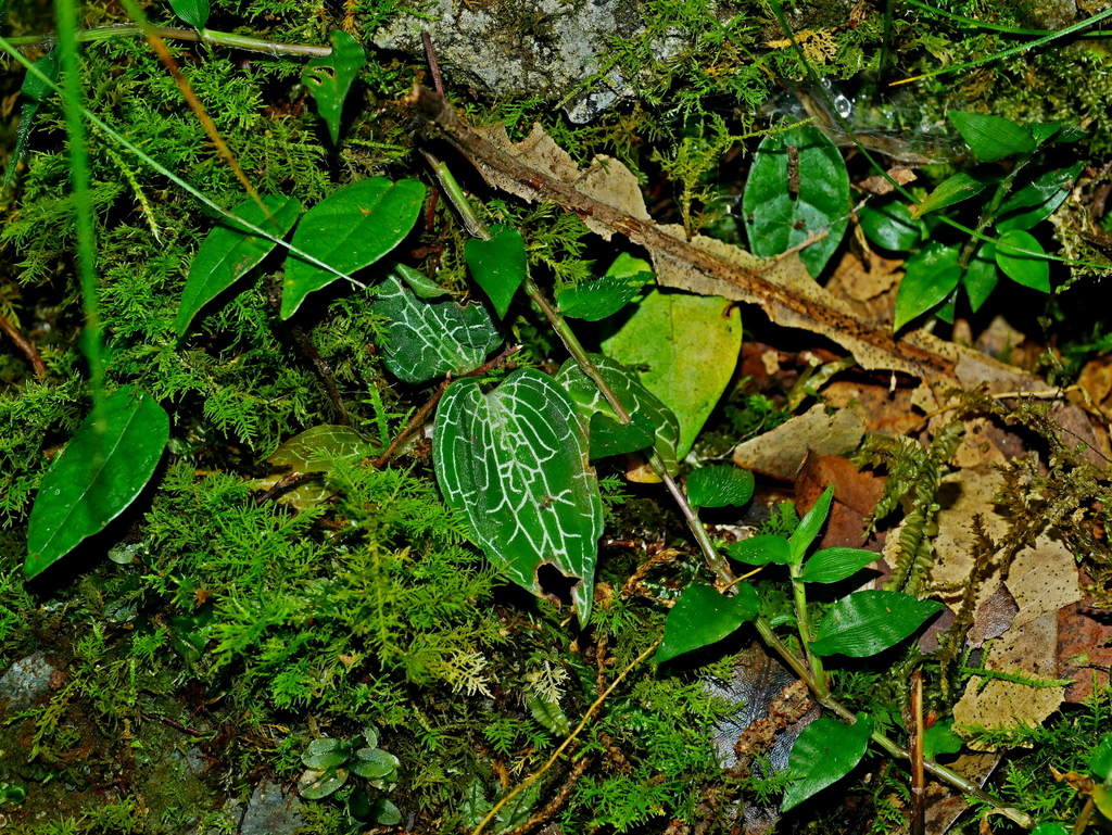 Goodyera reticulata