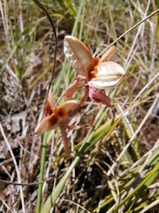 Gladiolus alatus