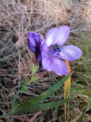 Babiana angustifolia