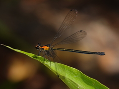 Austroargiolestes aureus