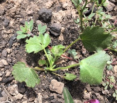 Sidalcea hickmanii napensis
