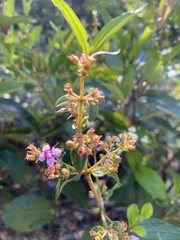 Marcetieae