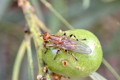 Tapeigaster annulipes