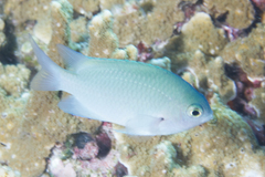 Pomacentrus callainus