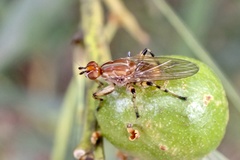 Tapeigaster annulipes