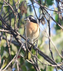 Telophorus olivaceus