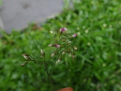 Cyanthillium cinereum