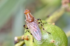 Tapeigaster annulipes