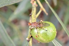 Tapeigaster annulipes