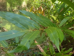 Acrostichum speciosum