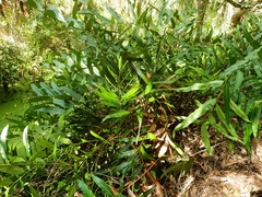 Acrostichum speciosum