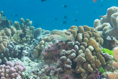 Thalassoma quinquevittatum