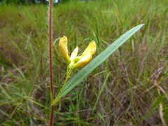 Eriosema simplicifolium