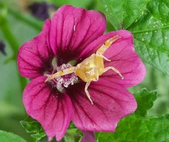 Thomisus