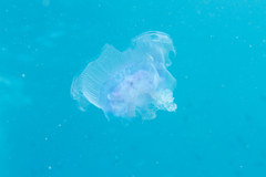 Cepheidae