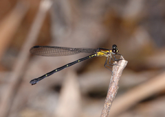 Lestoidea