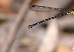 Lestoidea
