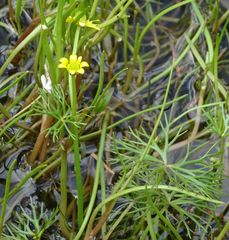 Ranunculus inundatus