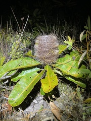 Banksia robur